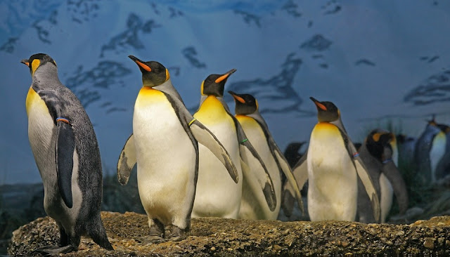 Image: King Penguins, by Marcel Langthim on Pixabay