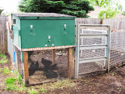 chicken coop raised proof predator run predators under