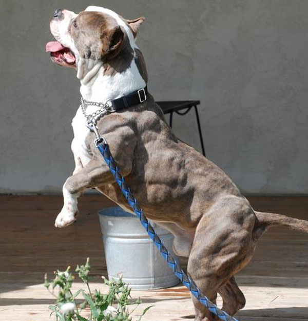 diaforetiko.gr : kamikazi+(2) Αυτά είναι τα 10 πιο γυμνασμένα σκυλιά όλων των εποχών!