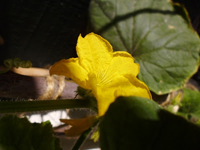 Male Cucumber flower