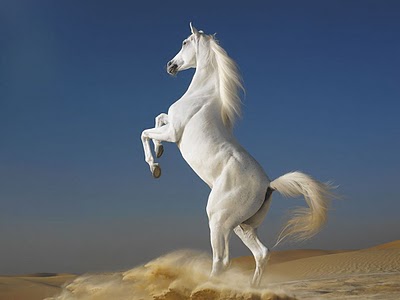 cavalo-branco-ediblogger.jpg