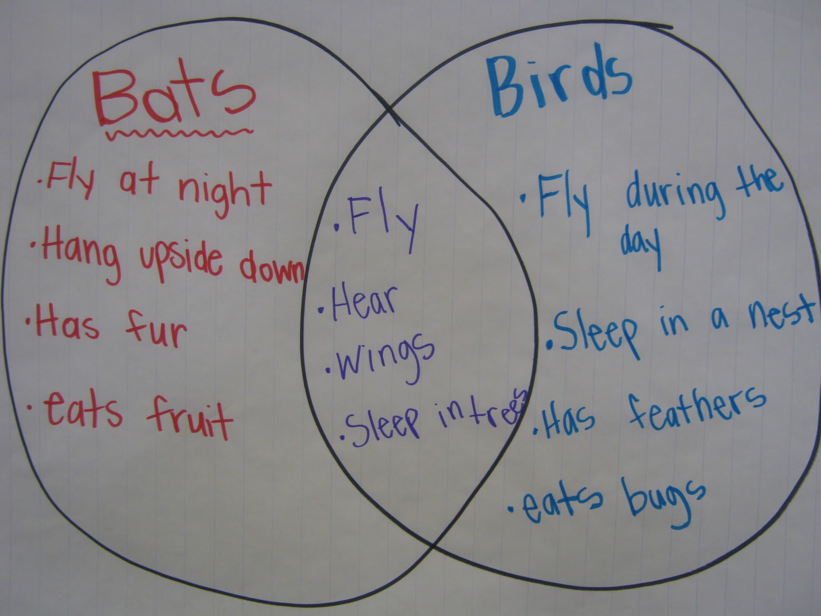 Let's Teach Something: Bats!