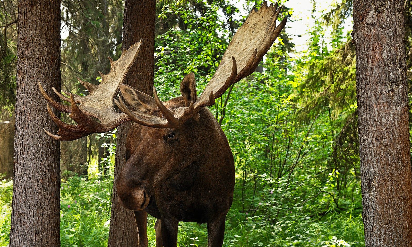 Самое крупное животное лесов. Лось alces. Лось Восточно Сибирский Сохатый. Лось Сохатый гигант. Крупный Лось.