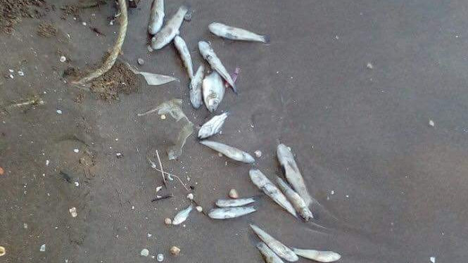 Kiên Giang: Cá biển chết hàng loạt chưa rõ nguyên nhân