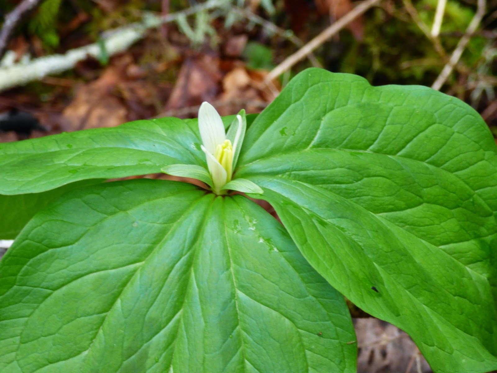 Wildflowers Spring Woodland Wildflowers