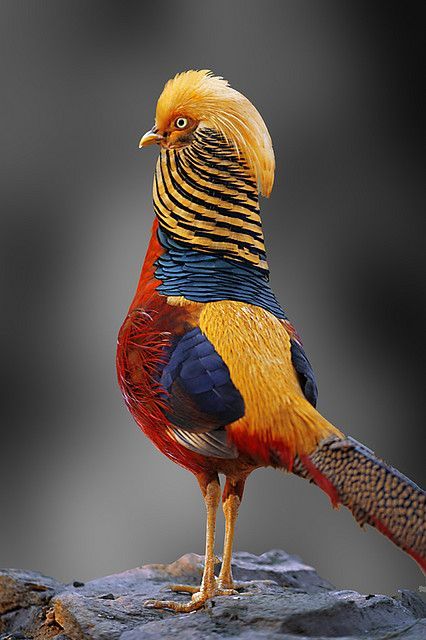 Golden Pheasant (Chrysolophus pictus) | Our World’s 10 Beautiful and Colorful Birds