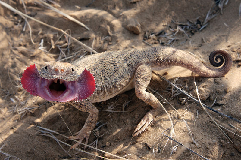 Phrynocephalus Mystaceus Phrynocephalus Mystaceus