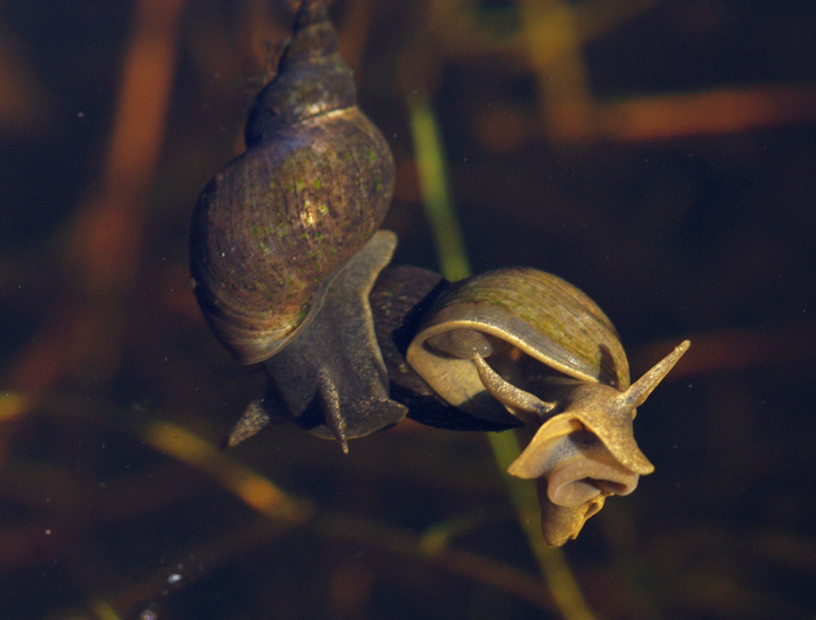Wildeep's Illuminations Great Pond Snails