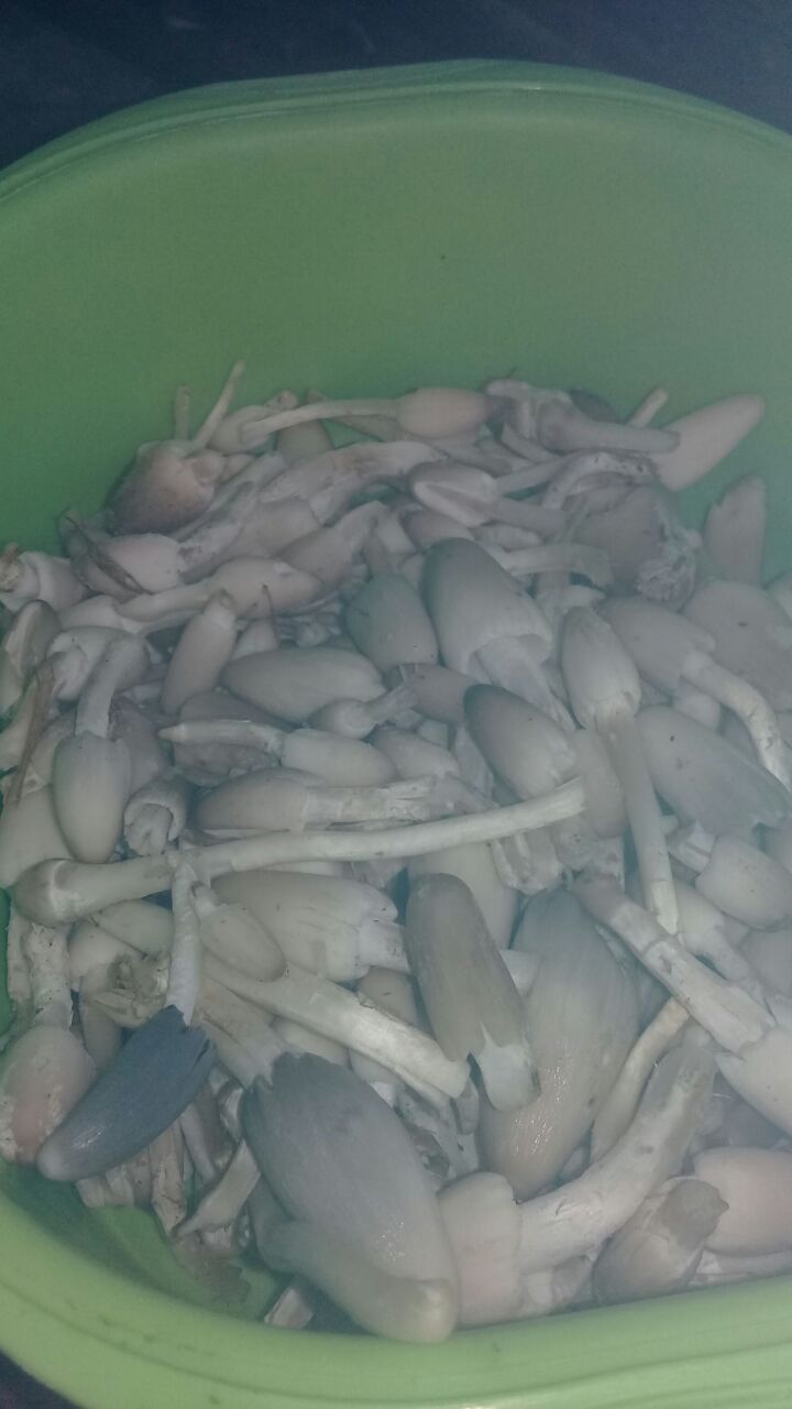 Blog Deni Cage Jamur merang alami dari sawah gogo