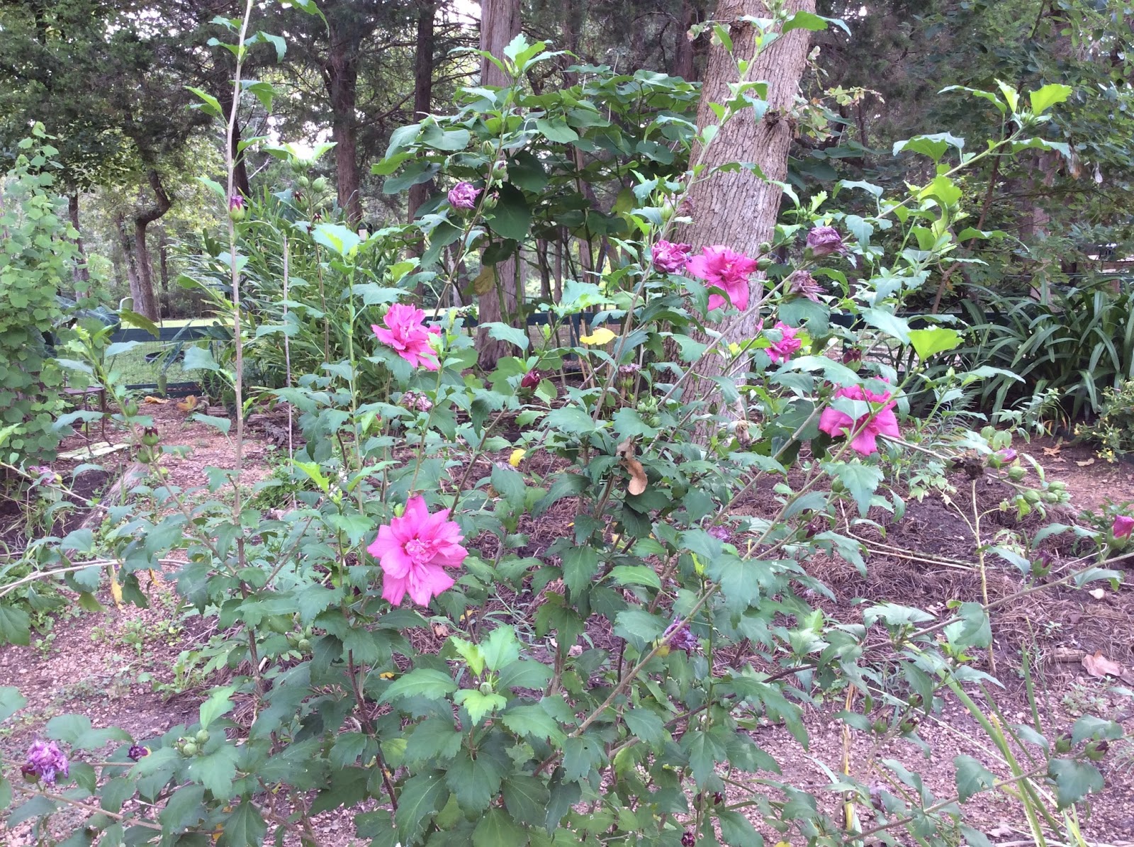 Dun Giljan S Blog Hibiscus