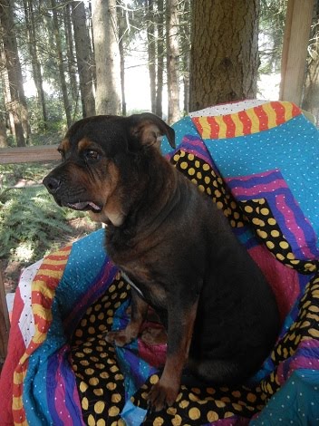 LILALOU IN TREEHOUSE ON FREDDY QUILT!