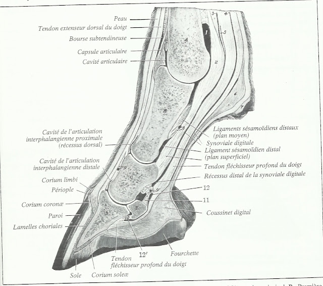 structure du pied