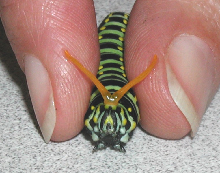 http://3.bp.blogspot.com/-RFiNMAppSLY/T_2G_c60szI/AAAAAAAACig/68CFvRtbqZ0/s1600/Black+Swallowtail+larva+osmateria+P6024434.JPG