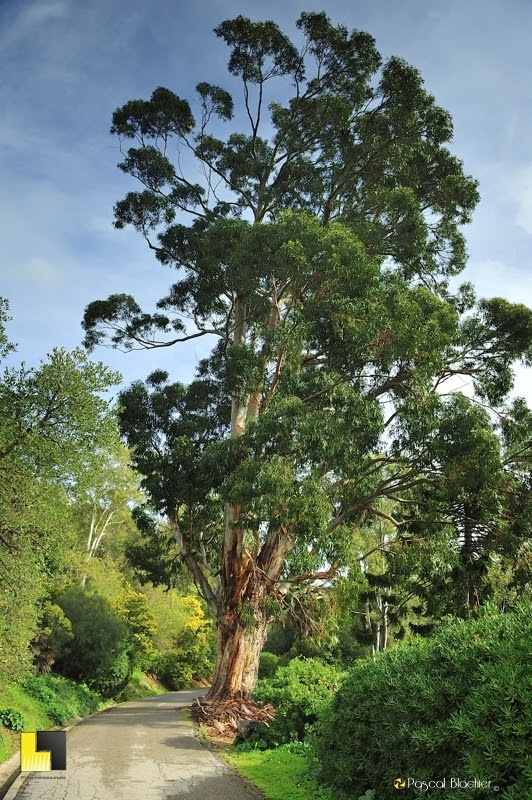 eucalyptus de rayol photo Pascal Blachier