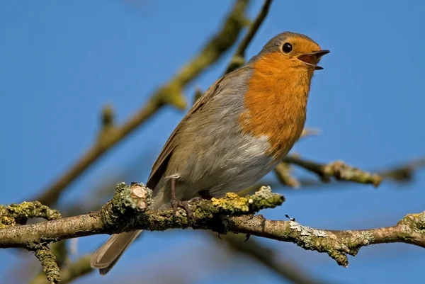 Devon Wildlife Trust