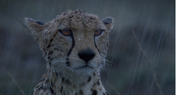 cheetah sitting in rain