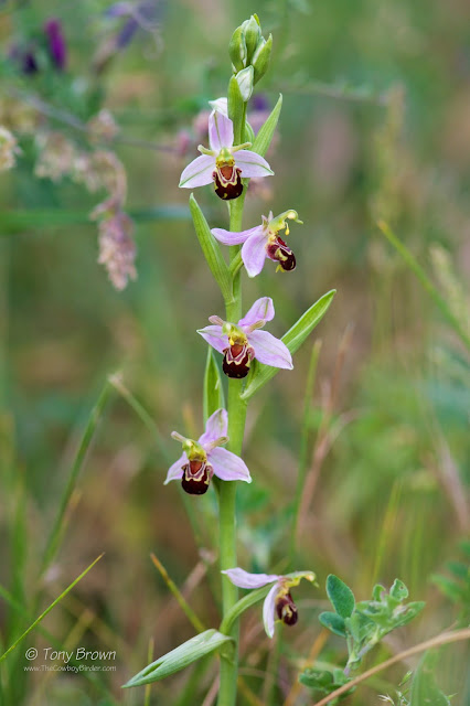 Orchids, Wildflowers
