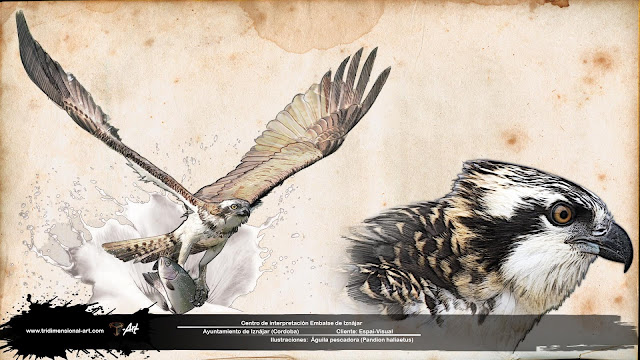 águila pescadora, photoshop infografía