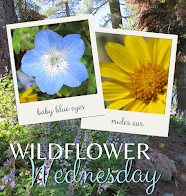 Rachelle's Wildflowers