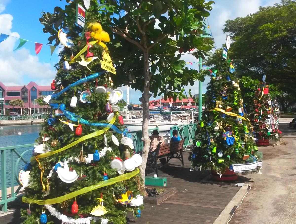 Barbados Christmas Trees