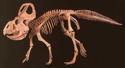 Protoceratops