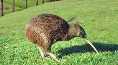 Animales Acojonantes: Animales Acojonantes - KIWI