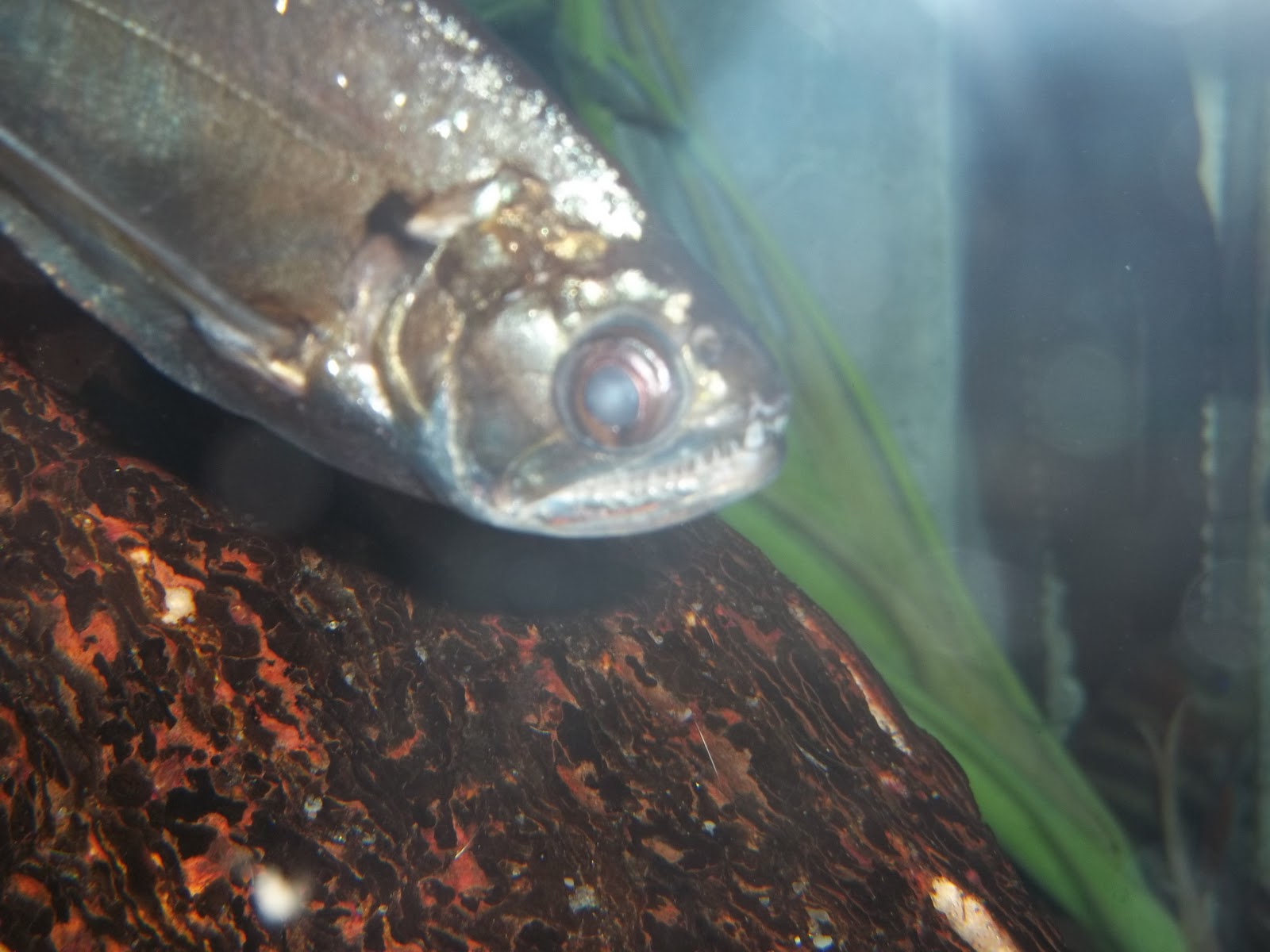 Vampire Fish Aquarium