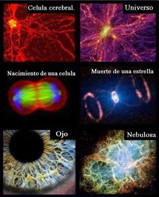 Resultado de imagen de MÃºltiples formas de vida en nuestro universo