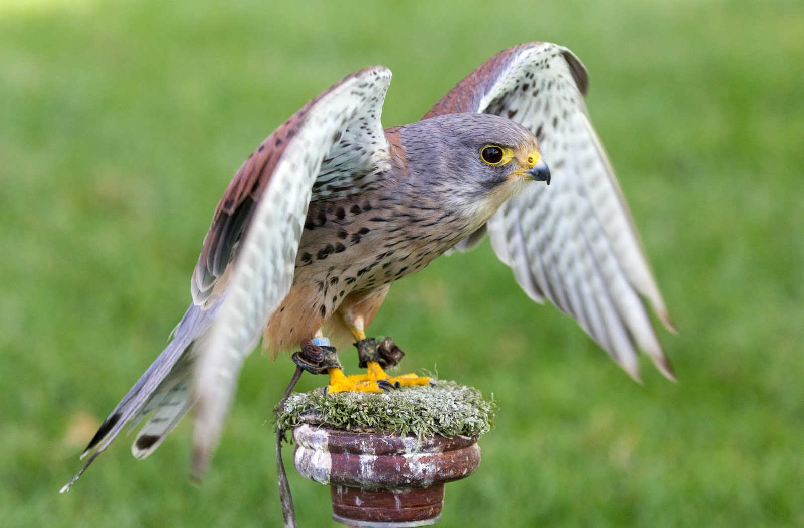 Merlin bird. Merlin Falcon. Мерлин птица. Сокол дербник. Дербник самка.