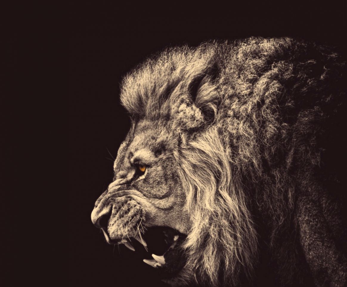 angry male lion 1280 x 1024 image desktop wallpapers hd images