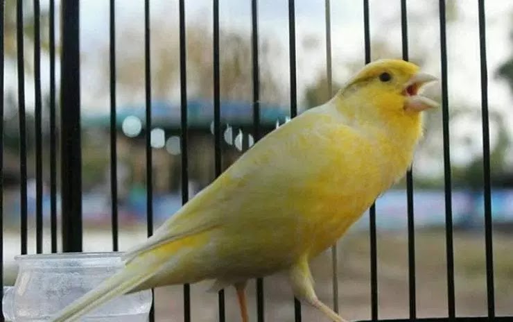 3 Cara Memaksimalkan Suara Burung Kicau Agar Lantang Dan Keras