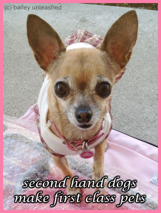 bailey unleashed second hand dogs make first class pets