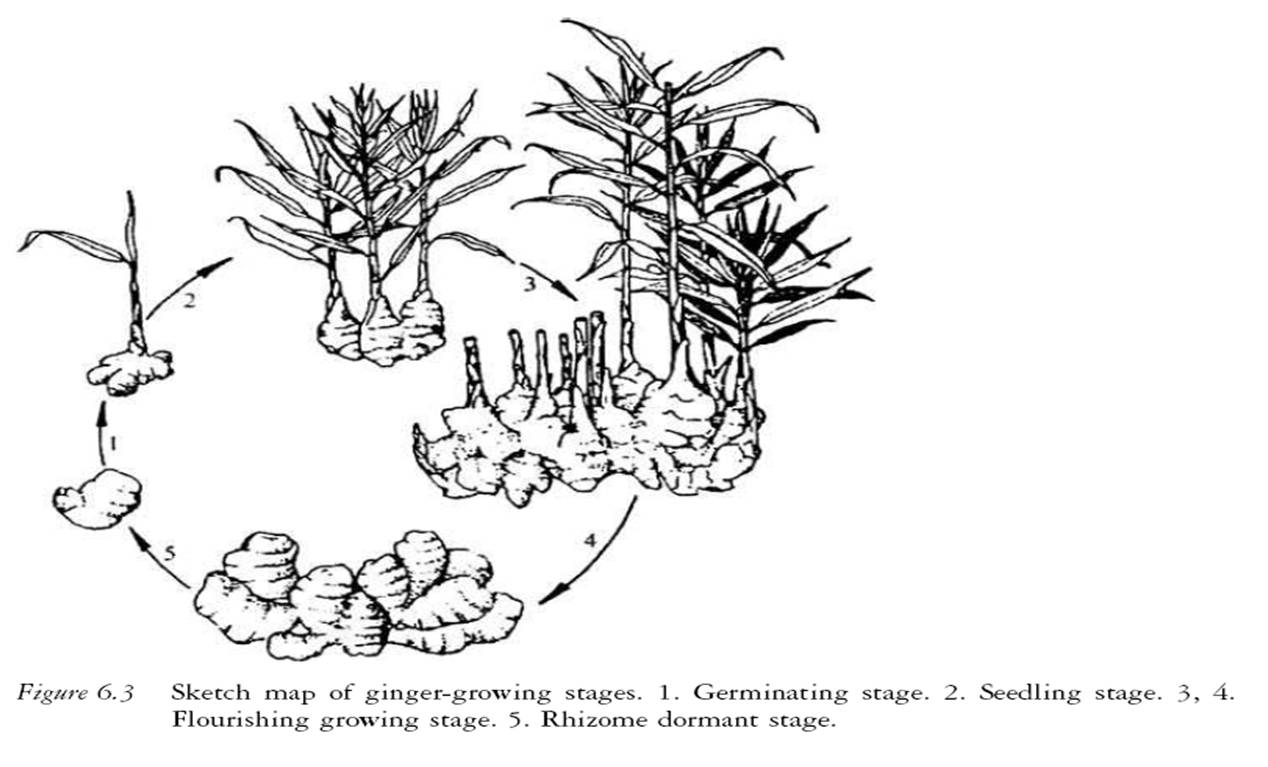 110 Gambar Ilustrasi Tumbuhan Pohon Gambarilus