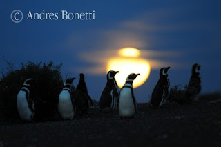 Andrés y Dario Bonetti documentando Pingüinos en Península Valdés