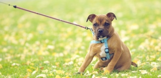 ordanburdan pitbul egitimleri