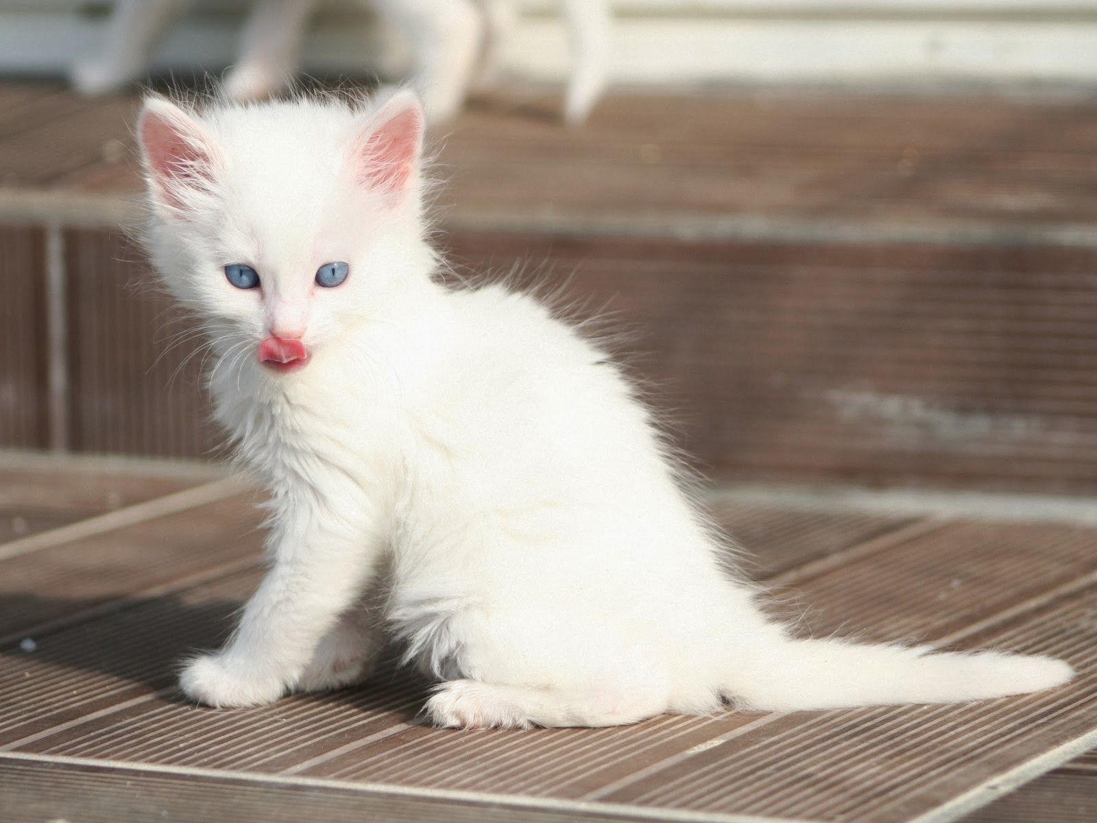 Turkish Angora