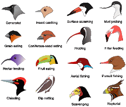 birds beaks bird types finches adaptive radiation adaptations adaptation beak eat evo biology meat science learning connected eco different eating
