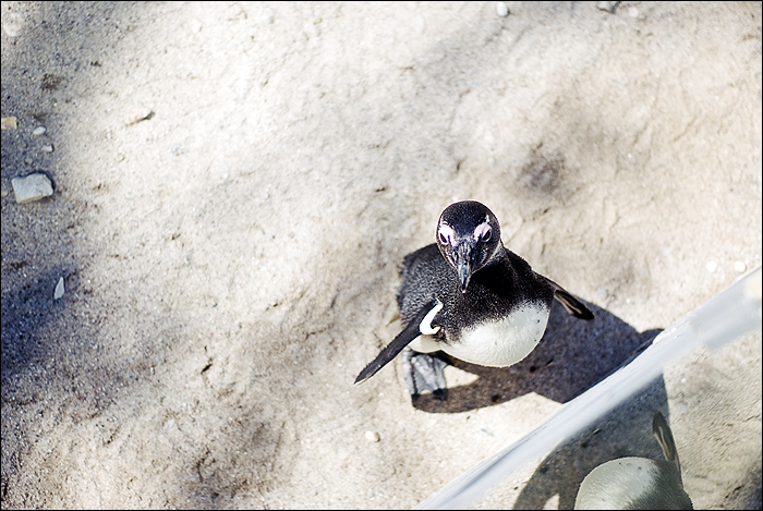 Zoo Leipzig, Pinguin
