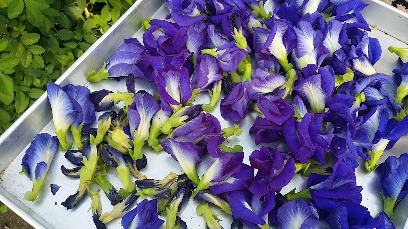 Butterfly pea flower (Bunga telang)