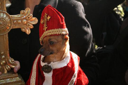 Cool Funny Gallery: Loldogs, Dogs 'n' Puppy Dog Pictures