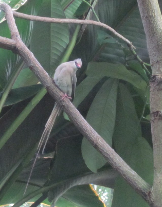 Travel NC With Kids North Carolina Zoo Aviary So Much Beauty Under