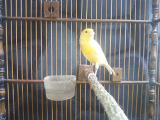Burung Kenari Cantik Harga Murah 085799113765 Explore Kulon Progo