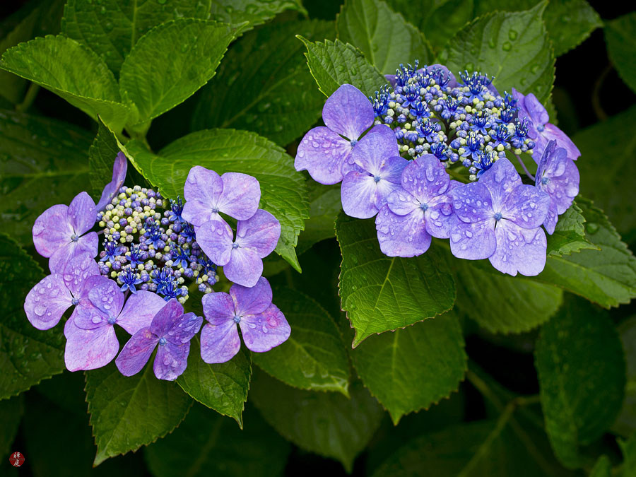 Hydrangea Longipes Care And Culture Travaldo S Blog