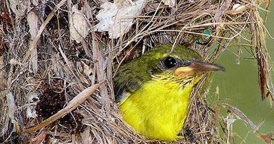 3 Tips Dan Cara Mudah Meloloh Burung Kolibri Anakan Agar Tetap