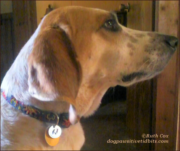 My dog Valentino wears his Only Natural Pet dog tag to repel bugs--Naturally!