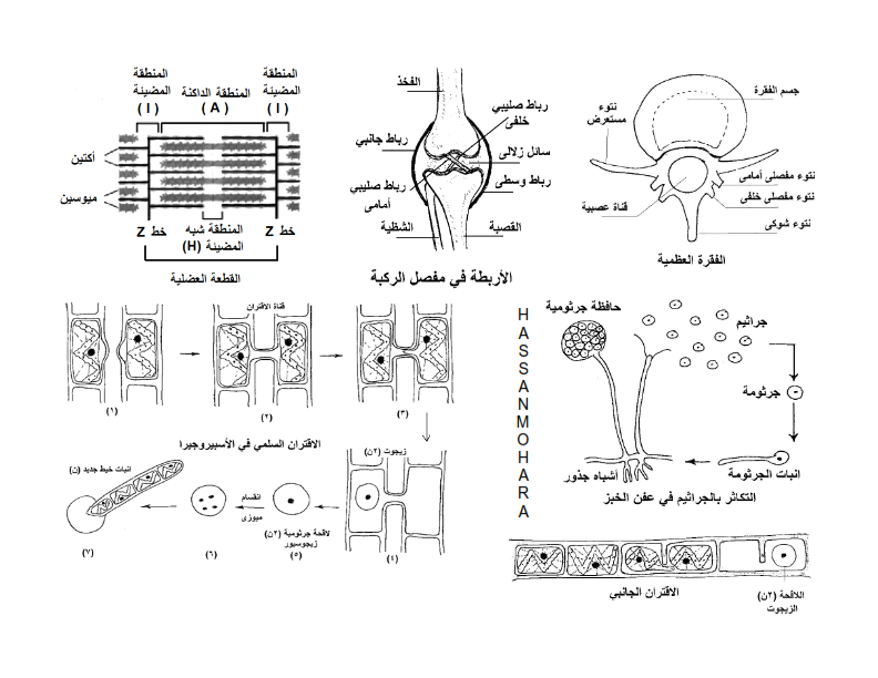 جميع رسومات مادة الاحياء المطلوب رسمها في امتحان الاحياء للثانوية العامة 2016