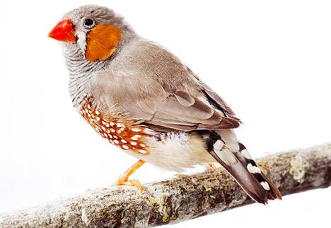 8000 Gambar Burung Kutilang Zebra Terbaru Gambar Id