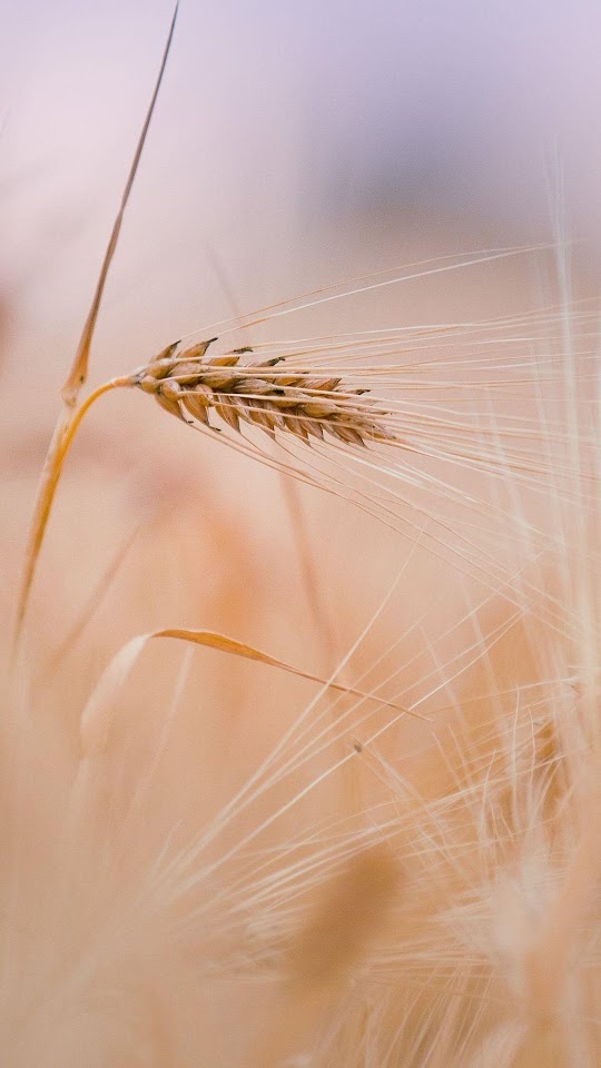 Wheat In Field  Galaxy Note HD Wallpaper Wheat In Field  Galaxy Note HD Wallpaper