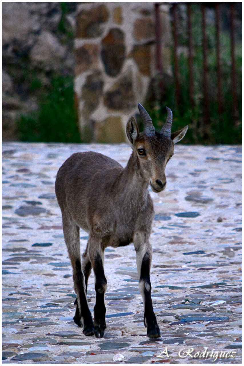 Naturaleza y Paisajes de España Cabra montés