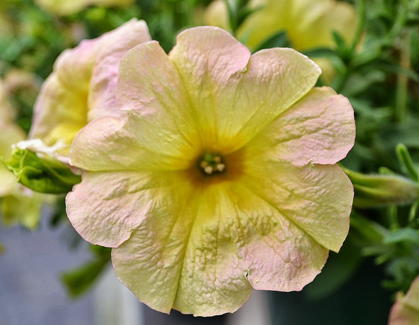 The Outlaw Gardener Vashon Island Part 3; Visiting Kathy's Corner Nursery